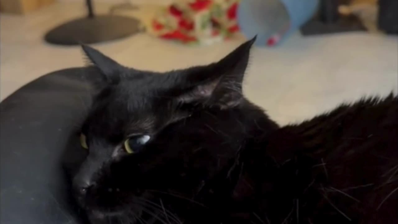 Cute Precious Piper is a Relaxing Lap Cat - Adopting a Cat from a Shelter Vlog