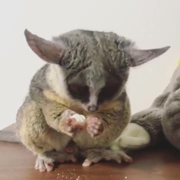 What a lovely creature that this is