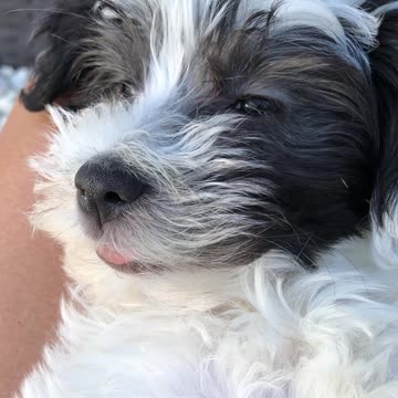 Cutest puppy just can't stay awake