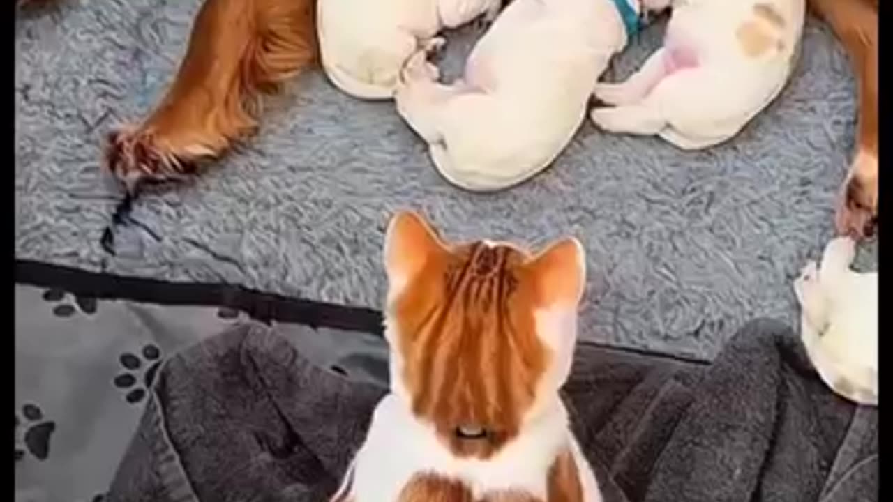 Funny cats & dogs video clip