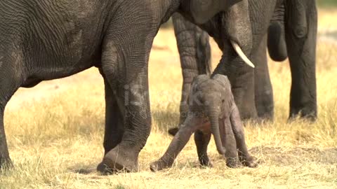 Born baby elephant