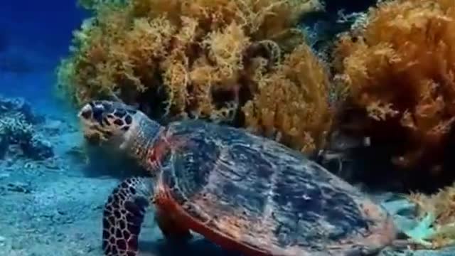 Big Turtles Swimming And Sleeping - animal video king #shorts