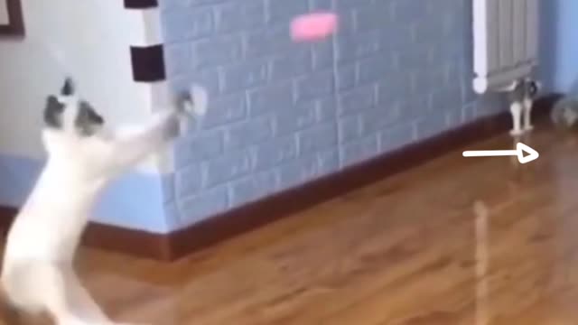 CUTE ANIMALS THAT WILL SHOCK YOU 😮