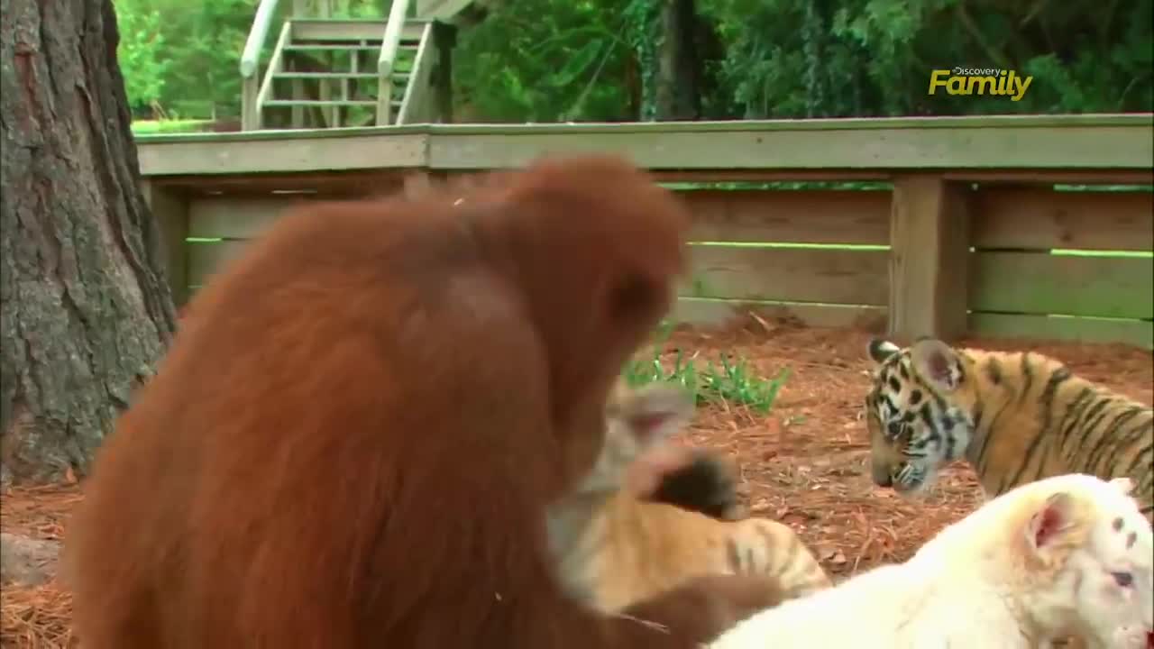 Orangutan Babysits Tiger Cubs (AnimalsMedia.com)