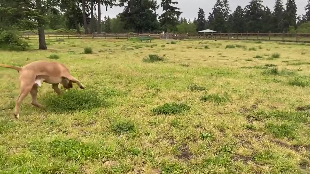 Pitbull eve-teasing to other Dog