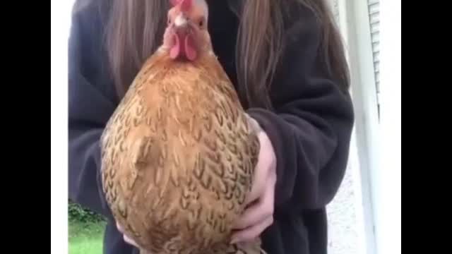 A dancing chicken