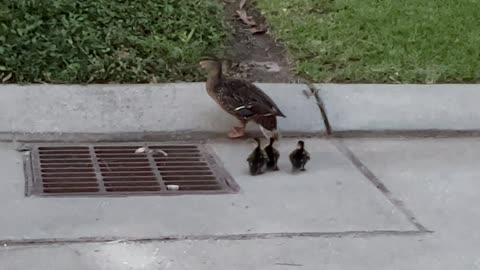 Rescuing Ducklings From A Storm Grate