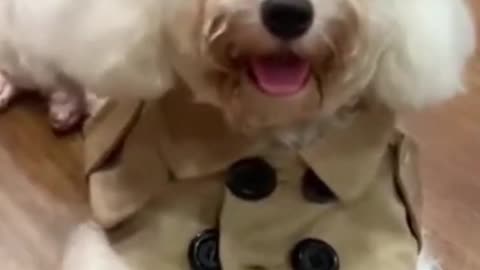 Cuteness overloaded | Adorable moment | Animal Videos #31