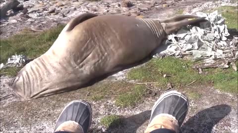 Funny Seal Video Caught on Camera 😀🐟🐟