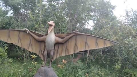 Displaying the large wings of Aeolus Pterodactyl