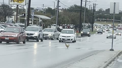Why Did the Chicken Use the Crosswalk?