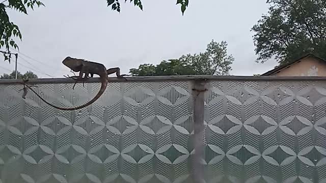 Lizard Was Climbing In The Main Gate