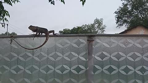 Lizard Was Climbing In The Main Gate