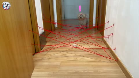 Is my DOG Dasha vs Obstacles trapped? 😰 - Anima Dogs Funny Videos 🐶