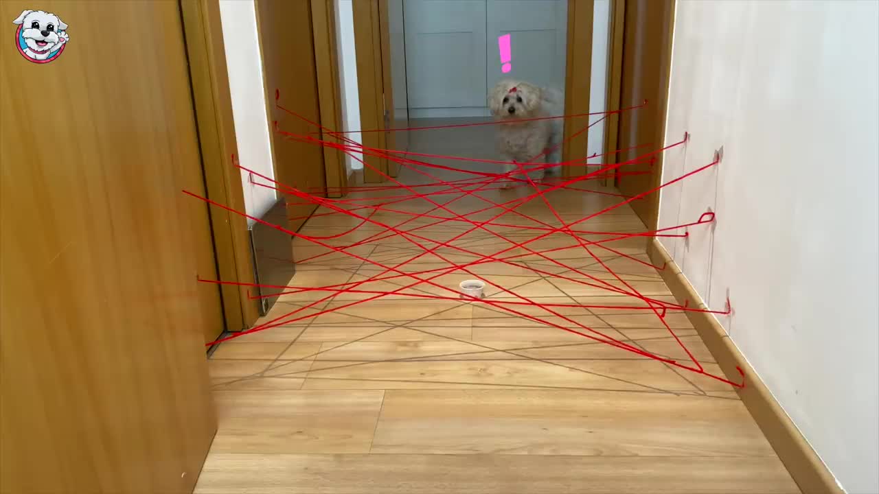 Is my DOG Dasha vs Obstacles trapped? 😰 - Anima Dogs Funny Videos 🐶