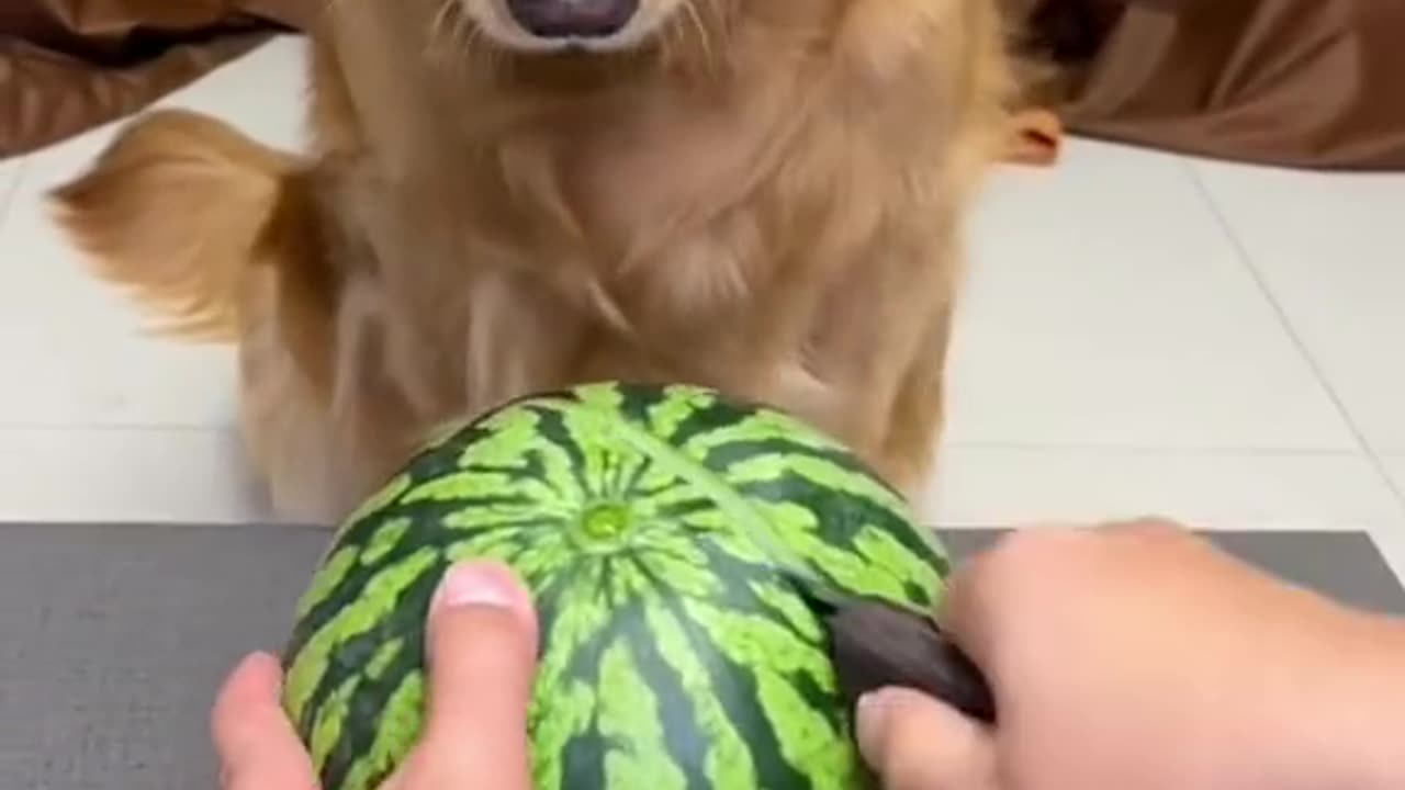 I Choose a big water melon