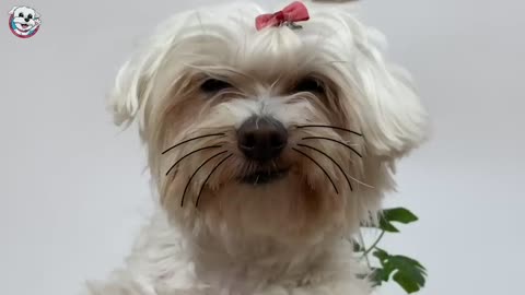 Mi PERRO pasa 24 HORAS siendo un GATO en la Vida Real