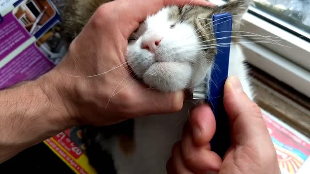 How to Brush your Cat to Relax - Cuteness Overload