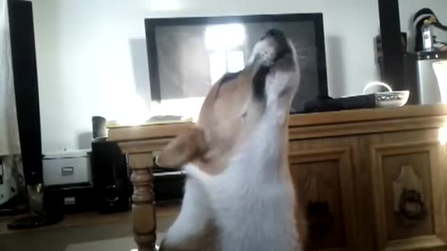 Dog singing along to Radiohead