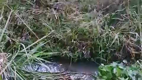 man tries to cross the ditch