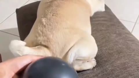 Amazing Dog Magic