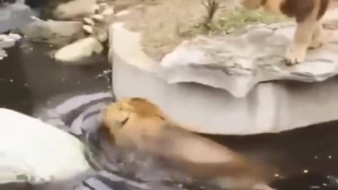 Stupid lion