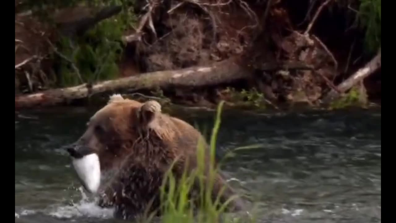 young bear hunting