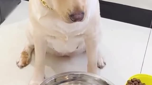 A dog is afraid for his life