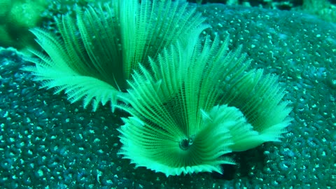 NO SOUND - Feather duster worm