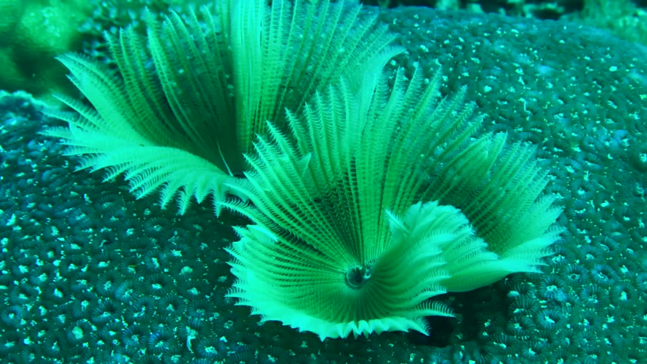 NO SOUND - Feather duster worm