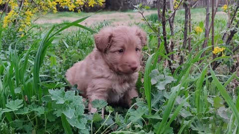 dog sitting among flowers