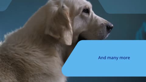 Veterinary Hospital in Vancouver