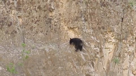 Rock Climbing Bears