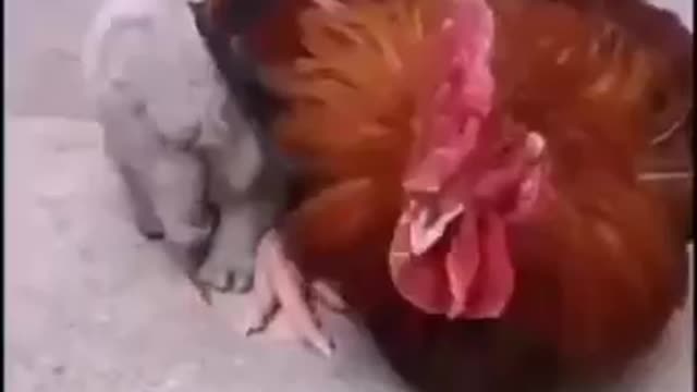 Feeling cold dog hide by a chicken!real love