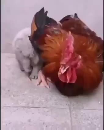 Feeling cold dog hide by a chicken!real love