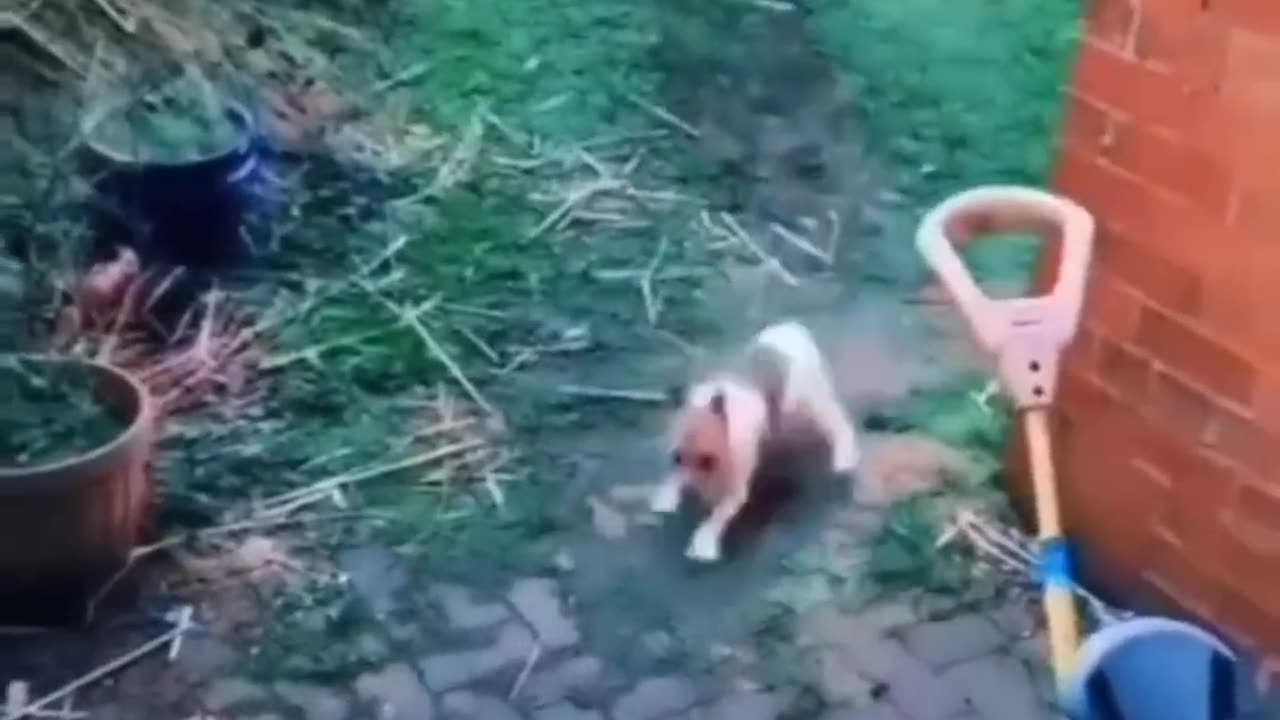 Funny pets video #2 😂😂😂😂😂