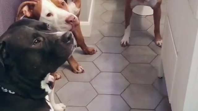 the reason I'm always late for work... #fyp #foryoupage #dogsoftiktok