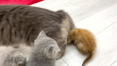 The first acquaintance of a ginger kitten with a cat🐈Is she to feed or not?