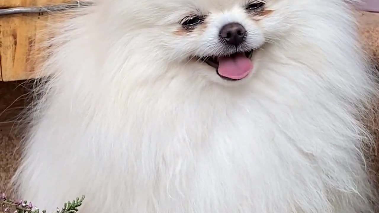 This DOG grabs EVERYTHING in the house! (Cesar911 Shorts)