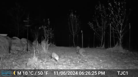 Coons/Opossums
