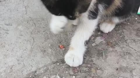 Look, the little cat is so cute