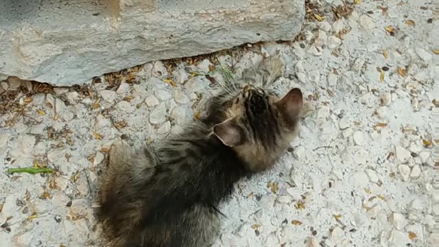 cute two Kittens Playing Near A Hollow Block