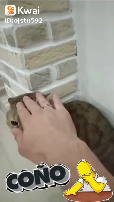 Cat embodied Bruce Lee, his owner liked the idea, look what happened_Hilarious Cat Memes - 55 -😹