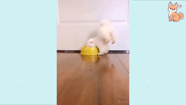 he's training acrobatics 🤣😅😁