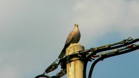 singing dove