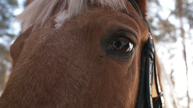 Horse SO Cute! Cute