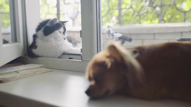 Friendly Cat And Dog Part - 2