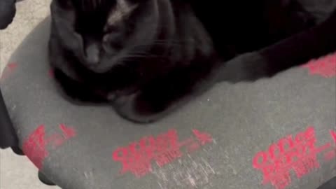 Adopting a Cat from a Shelter Vlog - Cute Precious Piper is a Pretty Office Chair Loaf #shorts