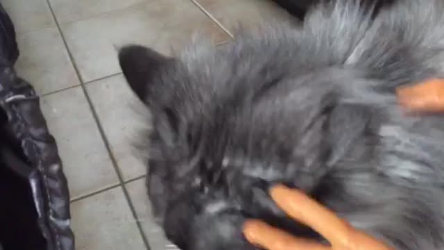 Cat accepts the cringy stroke from a toy dinosaur