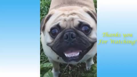 cute pets and funny Animals lol must watch